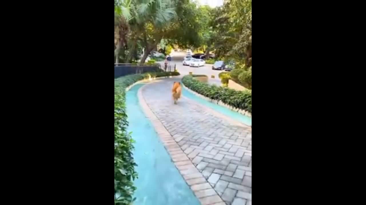 golden retriever takes care pregnant wife