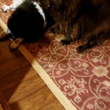 2 Giant Dogs and 2 Demanding Cats Sit for Treats 🤣