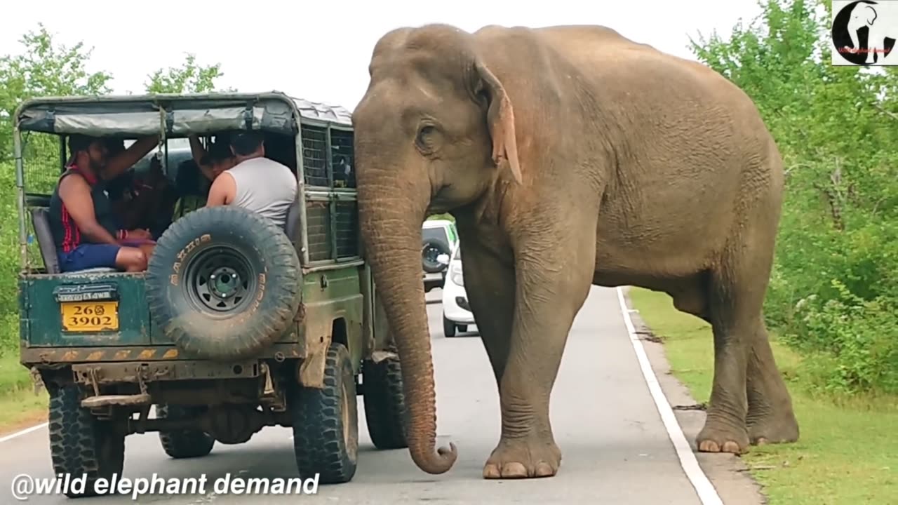 The wild elephant that has won the love of everyone who walks on this road 2.viral#