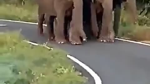 Baby Elephant Protected by Its Herd