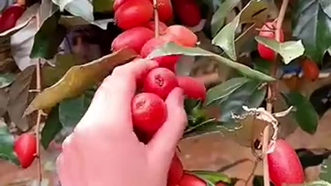 Trending fruits