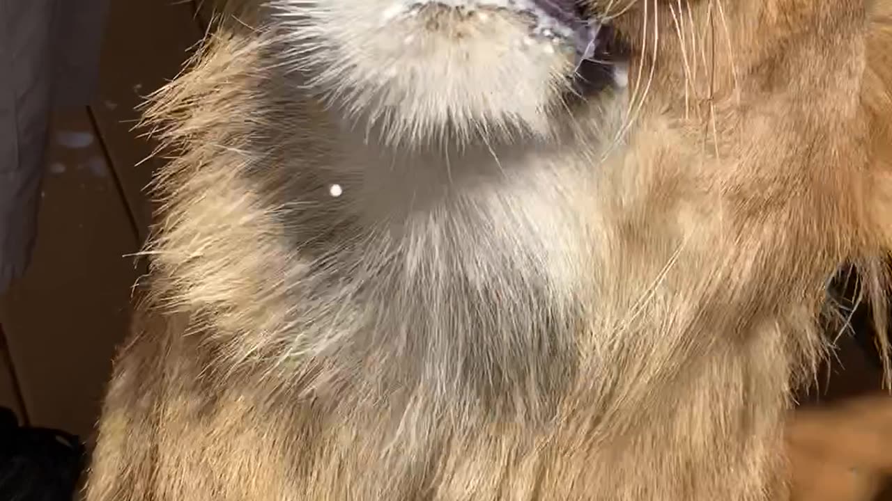 Bottle Feeding Milk To A Young Lion