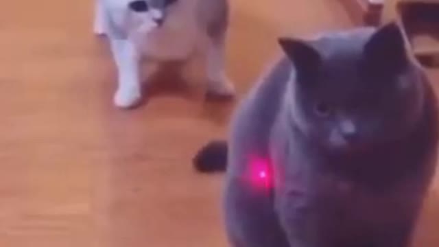 Funniest Animals - Best Of The 2021 Funny Animal Videos #11