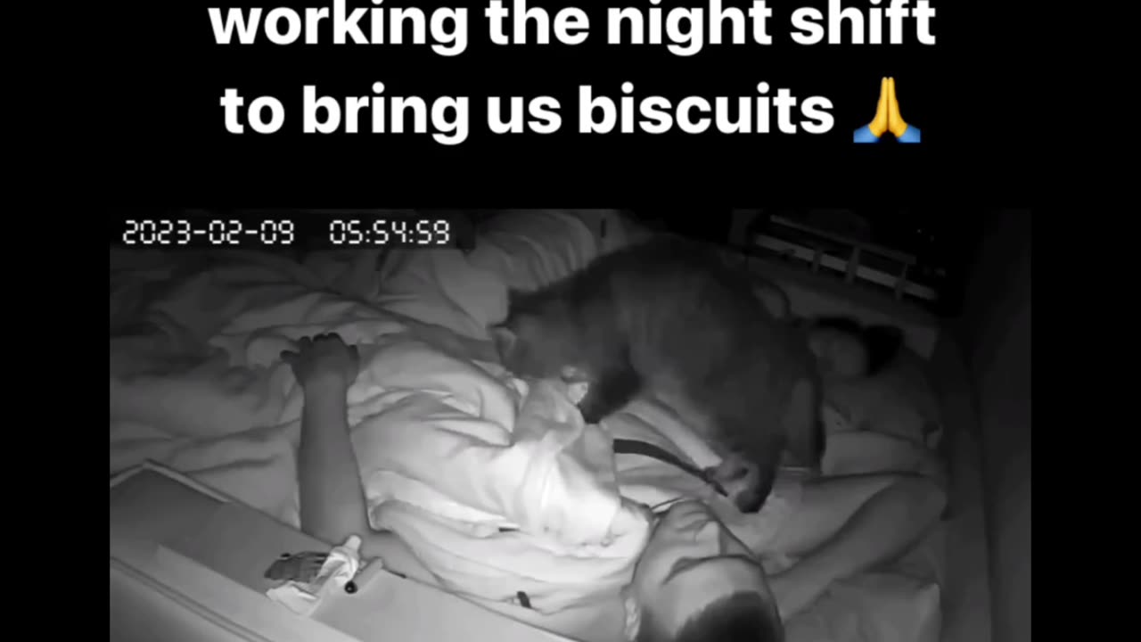 Cat night video