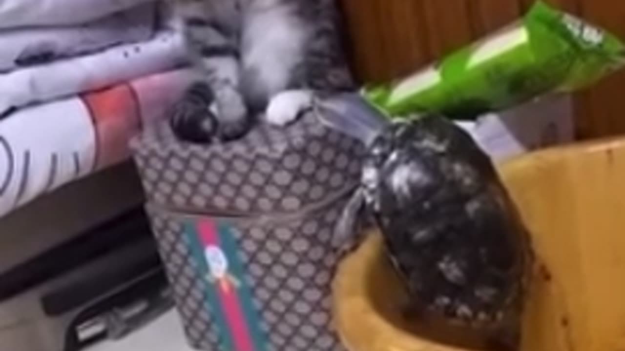 5 minsTrending Animal Funny Video