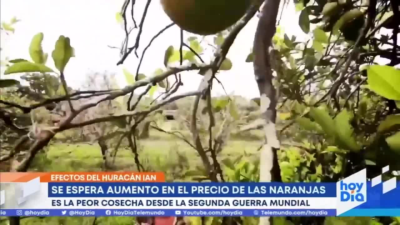 Pronostican aumento en precio de las naranjas a causa de Ian | Noticias Telemundo