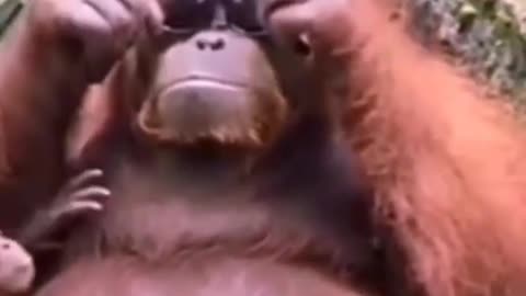 Dog vs monkey fight 🐶_🐒🤣funny animal video @animals2268#animals#dogvsmonkey#funnyanimals