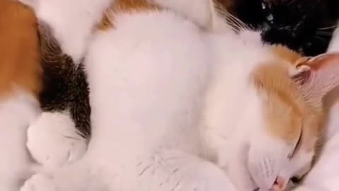 🔥cat sleep love ❤️😍#animals #funnyvideo #shorts #watch