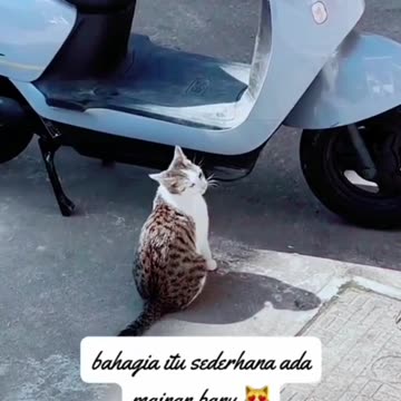 Cat Version of Happiness Is Simple