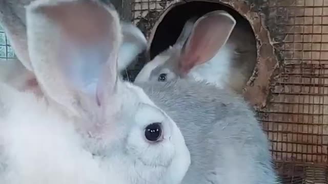 Hybrid rabbits🐰🐇😍😱 watch!!