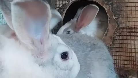 Hybrid rabbits🐰🐇😍😱 watch!!