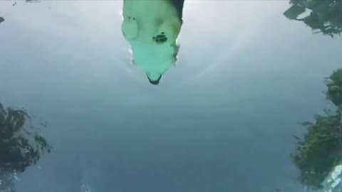 Cute dog swimming