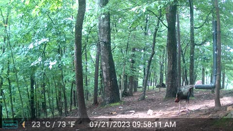 The Woods – 07/22/2023
