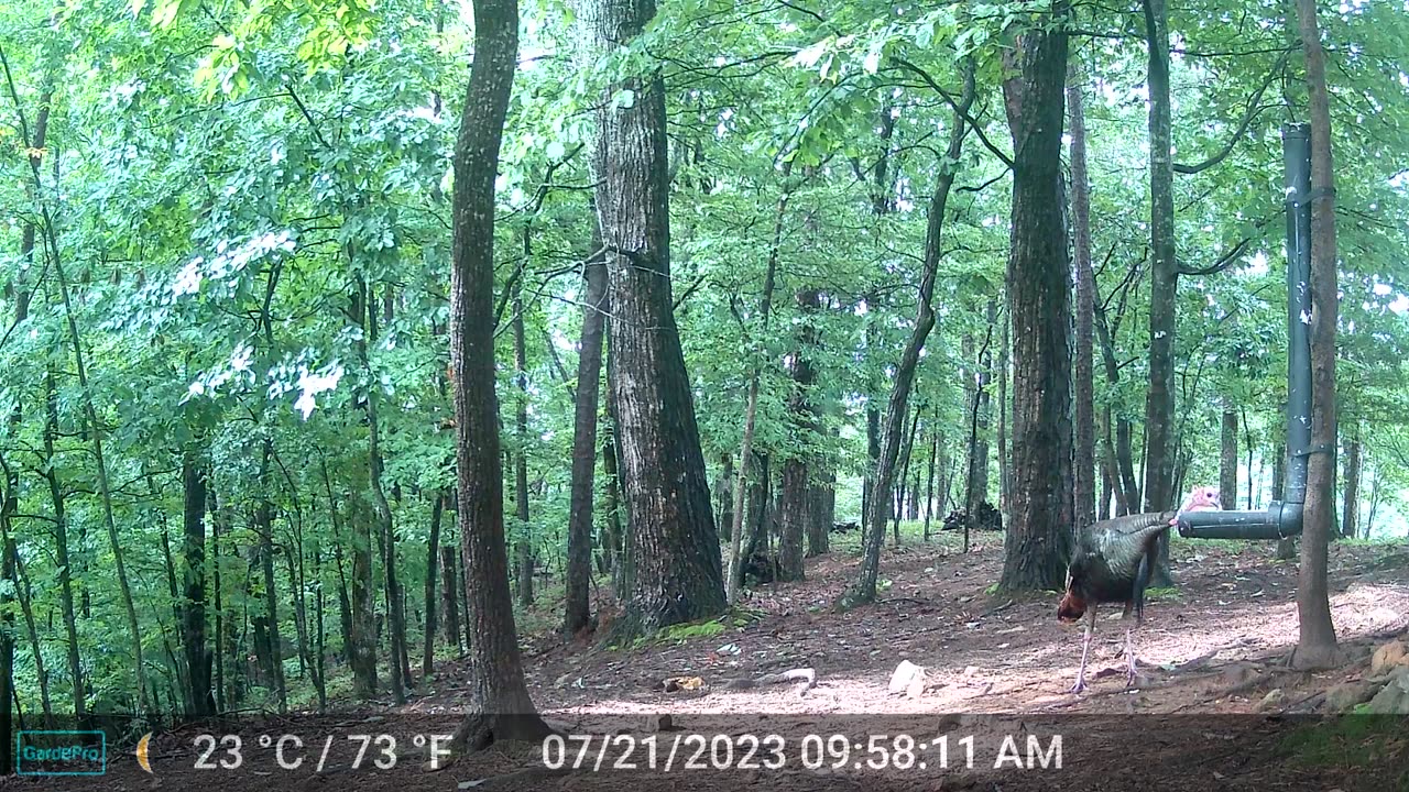The Woods – 07/22/2023
