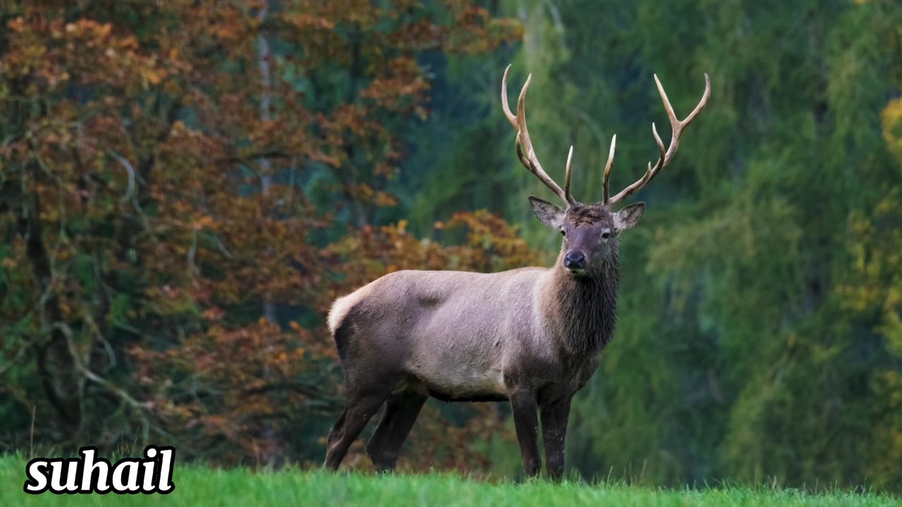 Beautiful Deer 🦌 video's || Cute Deer video in forest