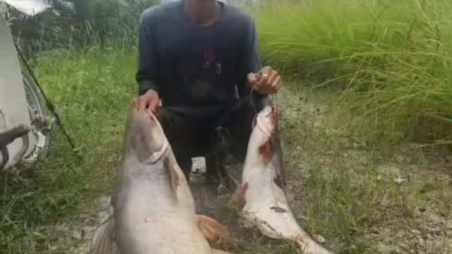 This is a beautiful and charming water-dwelling species