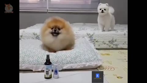 Cute and funny dogs videos compilation