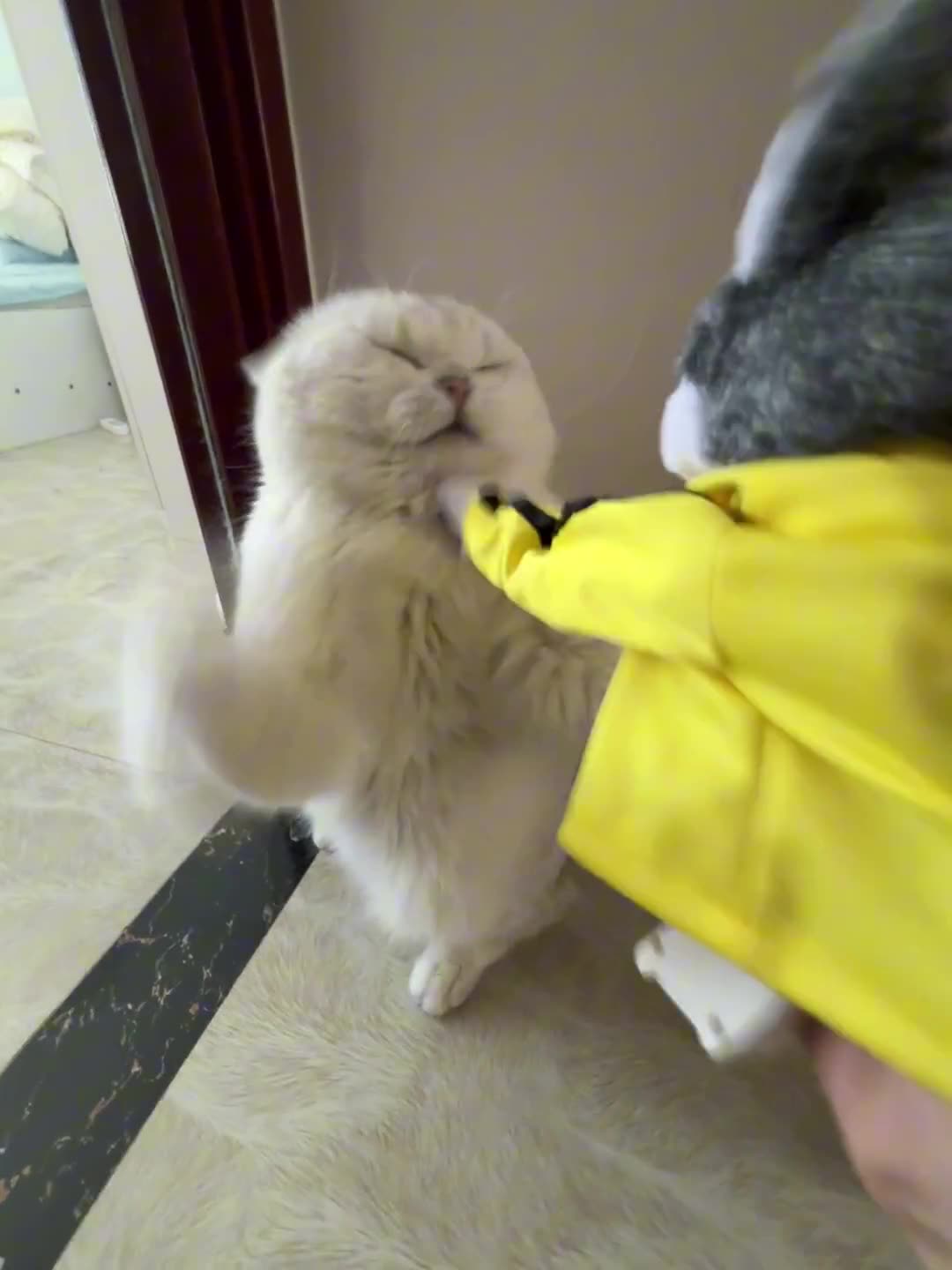 Cats Vs Dogs Fights Angry Cats Vs Dogs Funny Compilation