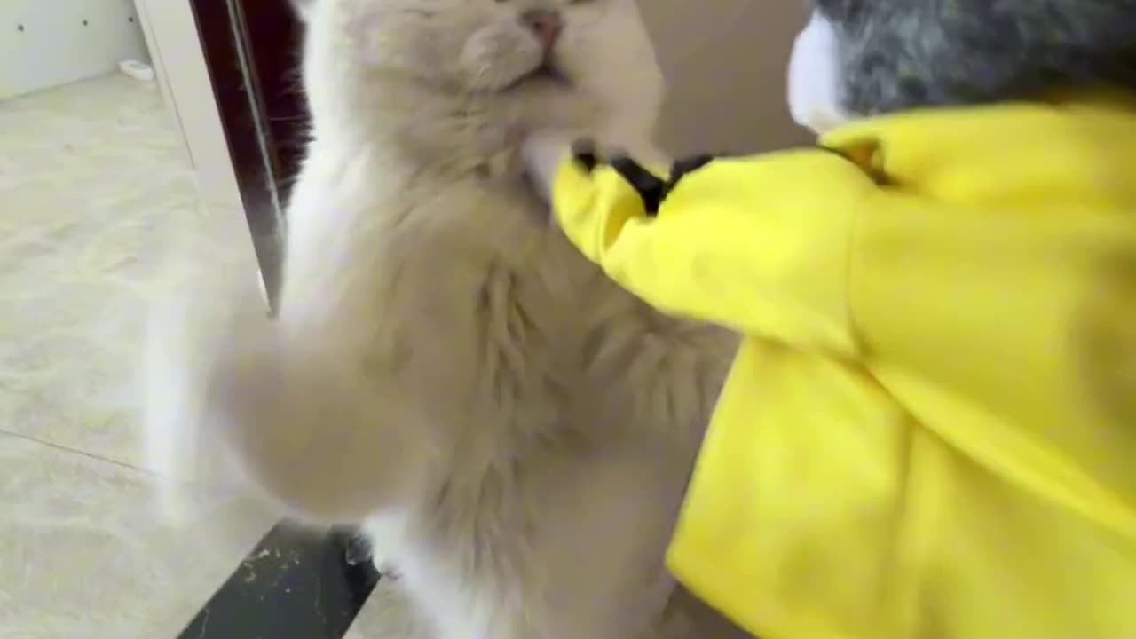 Cats vs Dogs fights - angry cats vs dogs funny compilation
