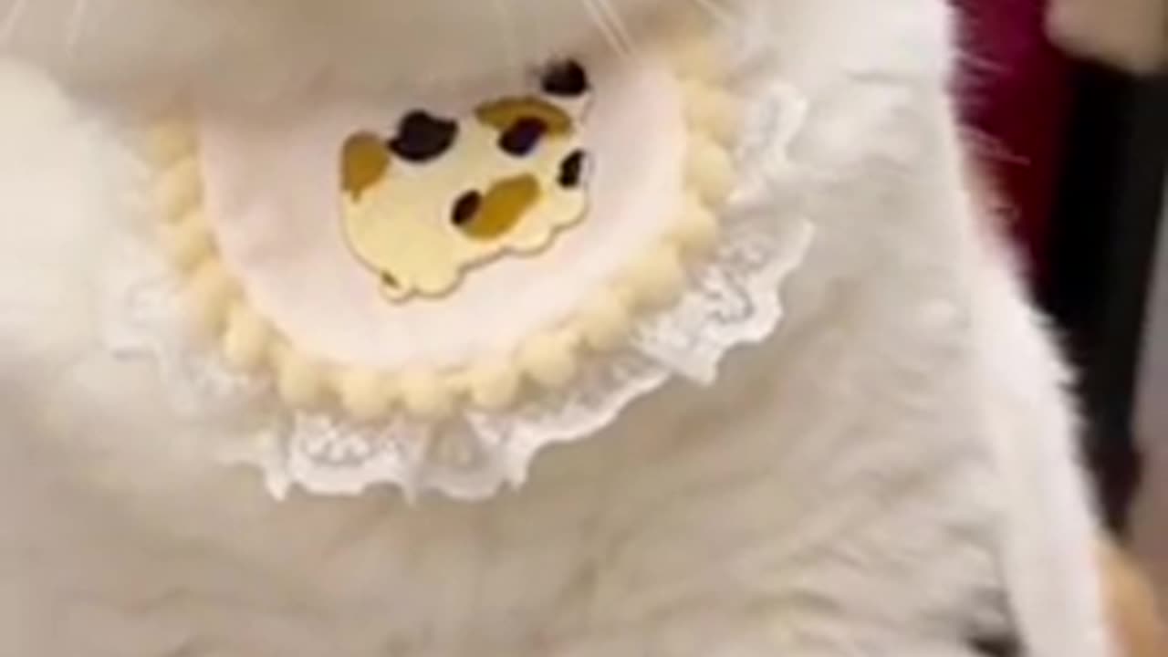 Beautiful cat trending video