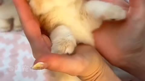 #cat #kitten