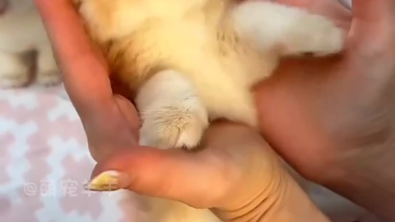 #cat #kitten