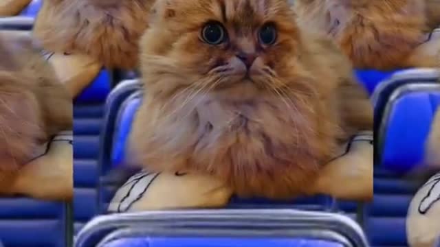 Cute and funny cat video in plane