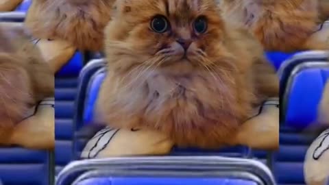 Cute and funny cat video in plane