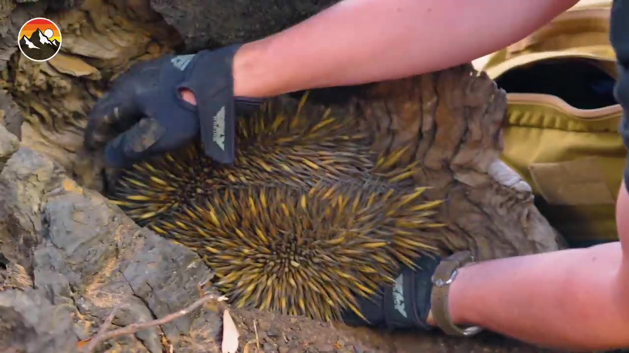 Ouch! Spiked by World's Sharpest Animal