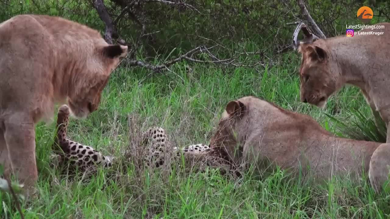 LIONS TRAP AND ATTACK OLD LEOPARD