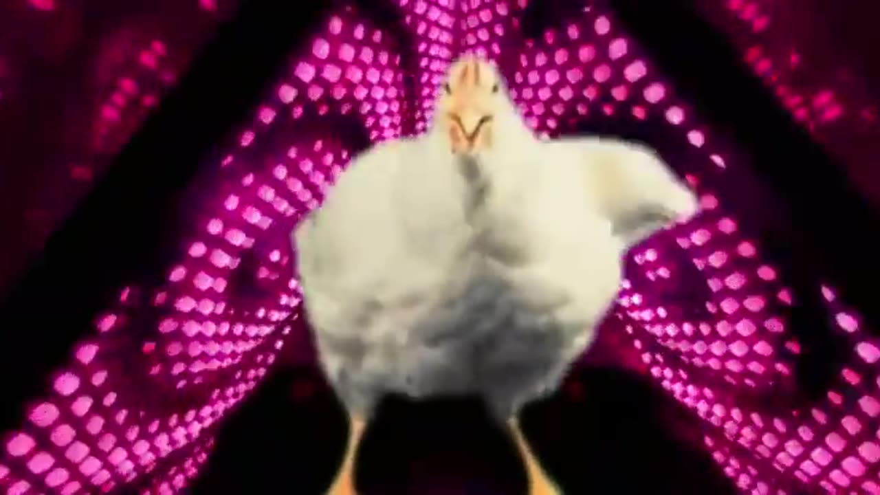 chicken song