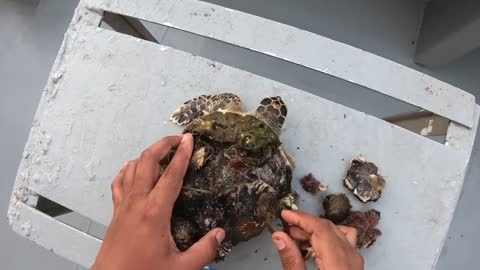 Rescue Sea Turtle Removing Barnacles From a Poor Sea Turtle | animals, Nature, turtles, ocean, ASMR