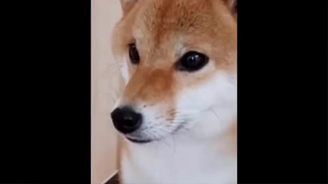 Funnny animal video