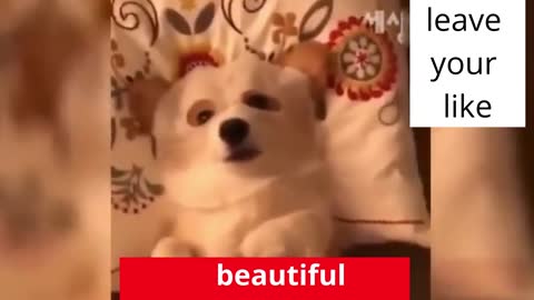 cute dog