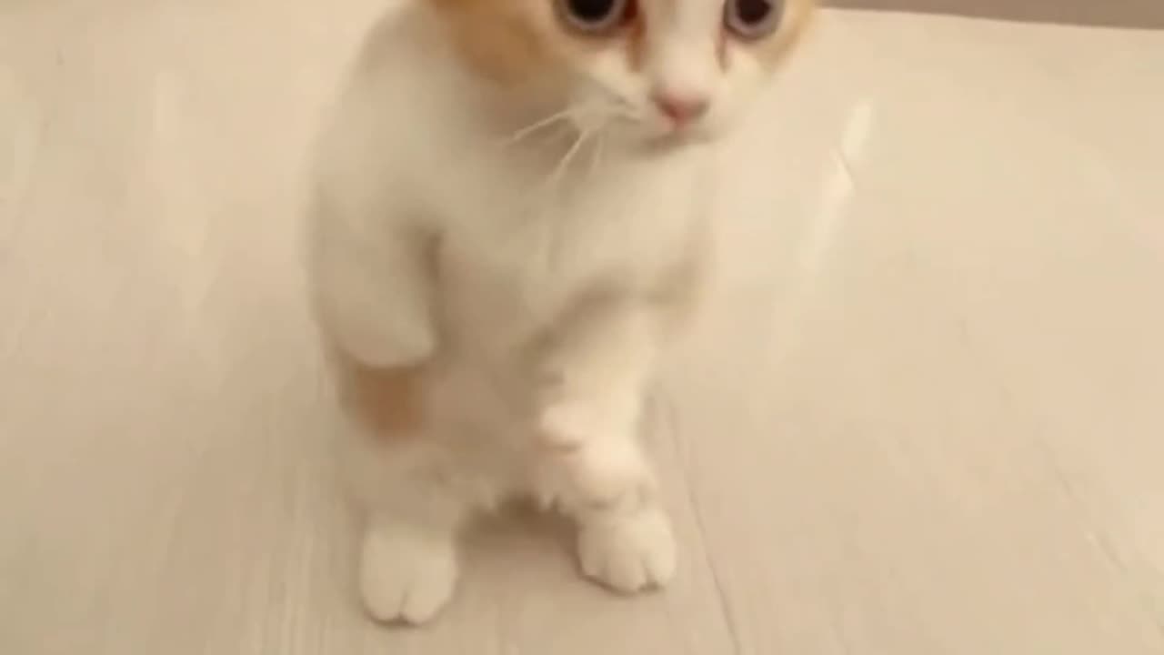 30 Seconds of Pure Cat-titude: Must-See Compilation Video That Will Leave You Smiling