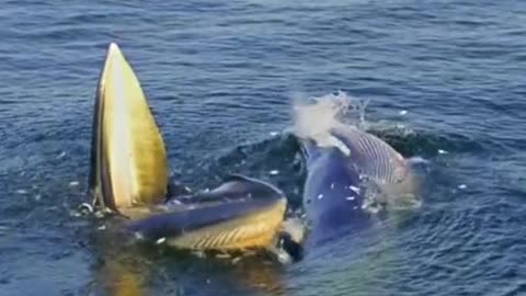 Whale