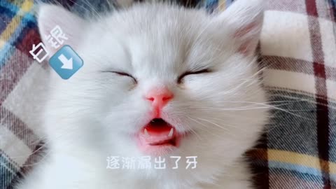 kitten is so cute