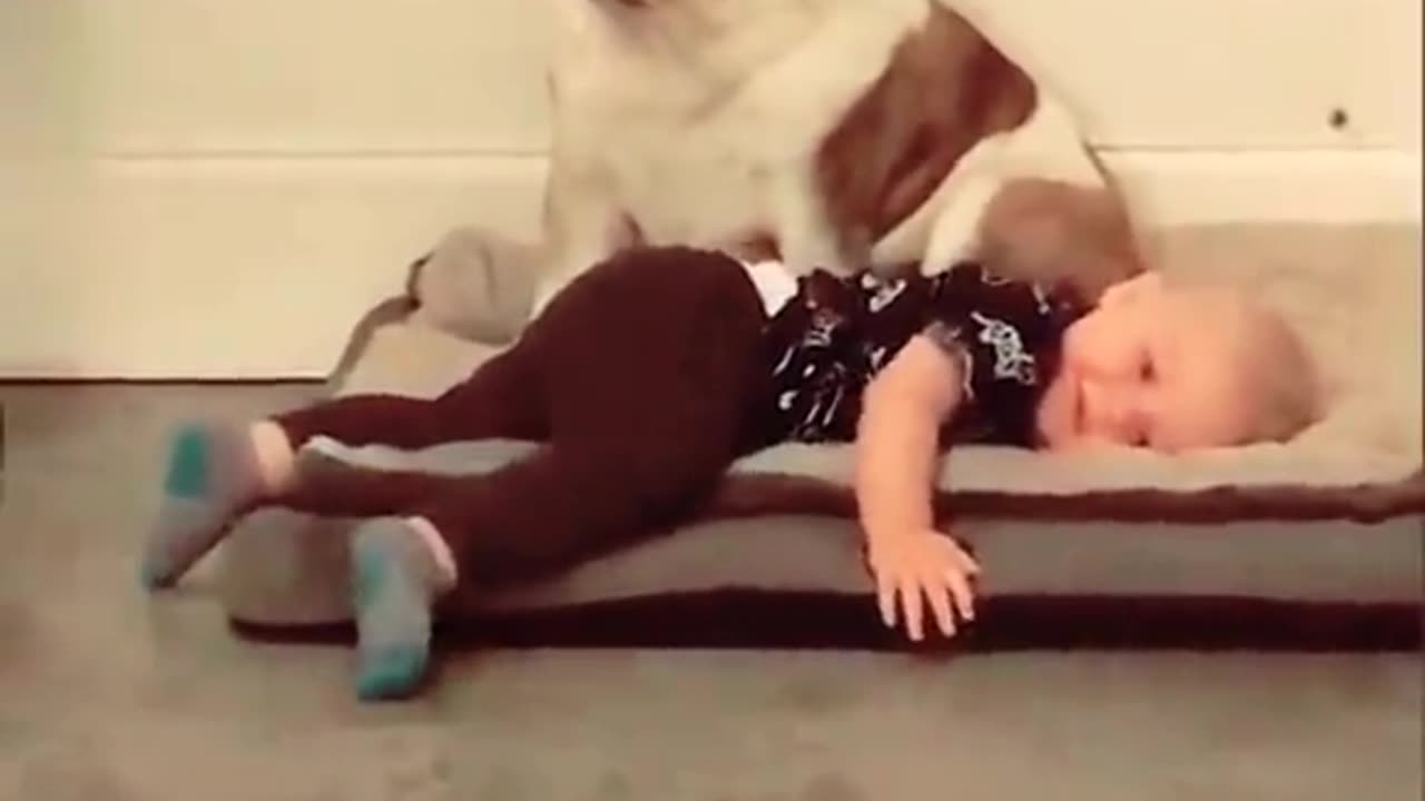 Dogs vr kids funny and cute videos