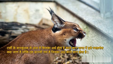 Asian carecal is going to extinct