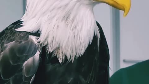 My favourite bald Eagle