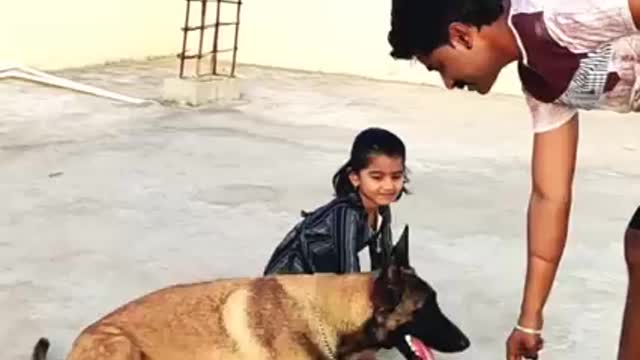 #Lucky The Belgian Malinois-fun video-#Malinois #funny dogs #playdogs #support #viral