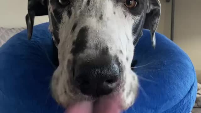 THE GREAT DANE Dog Video 72 - Great Dane Compilation - Tallest Dog in The World