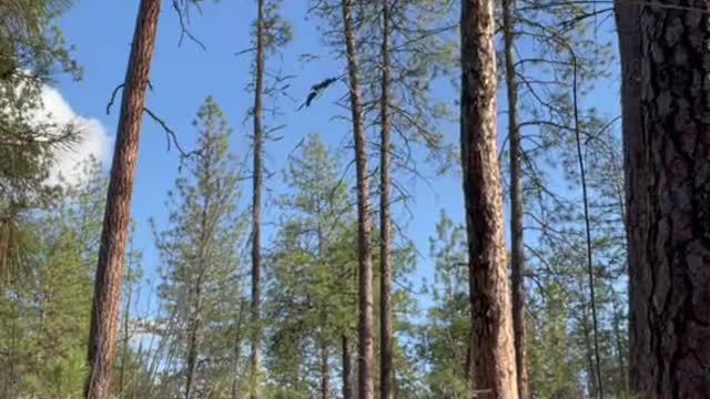 Tree Tipping Close Call