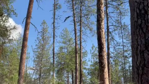 Tree Tipping Close Call