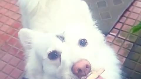soooo yummy ❤️❤️❤️#utubeshorts #trendingshorts #mypetmylife #doglover #love #pets #pet friendly