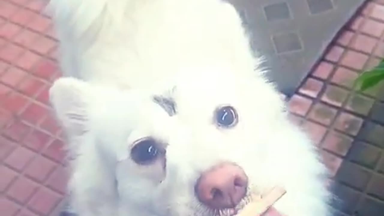 soooo yummy ❤️❤️❤️#utubeshorts #trendingshorts #mypetmylife #doglover #love #pets #pet friendly