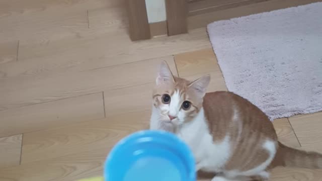 Cat snatching a bottle cap