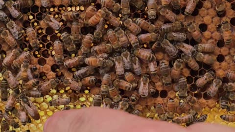 Honey Bees in Home Made Top Bar hive