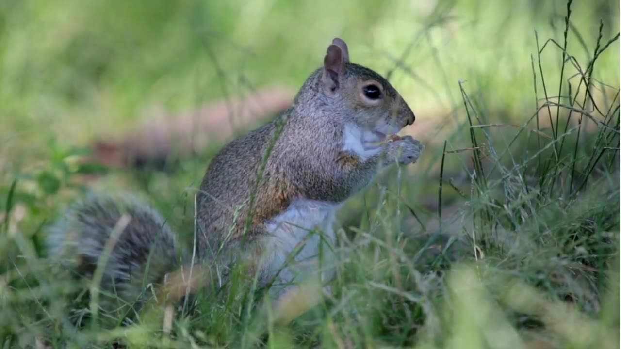 Squirrel hunting