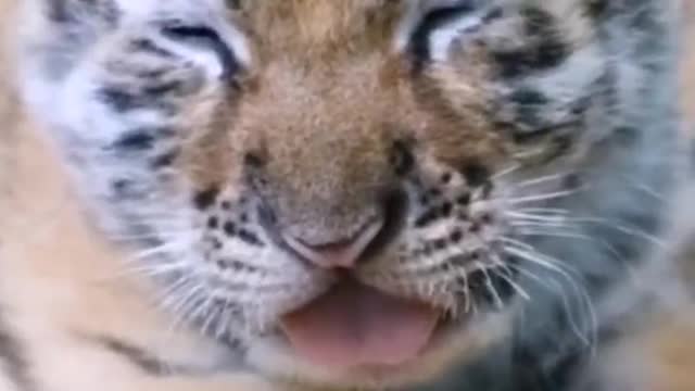 The tiger cub is really cute, like a very cute baby.